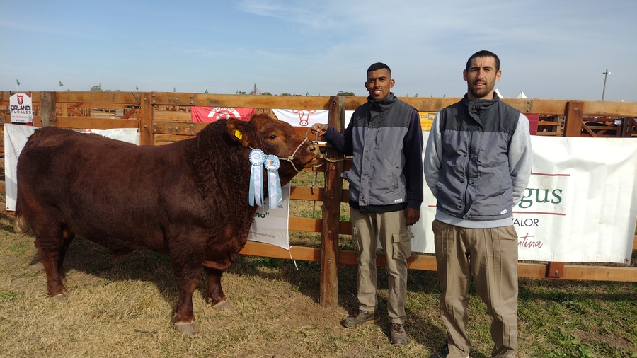 El toro Gran Campeón Limangus se destacó en la pista de jura de AgroActiva