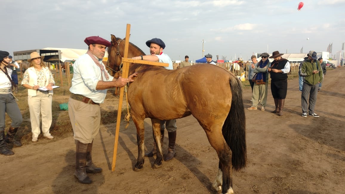 Los caballos criollos pasan por la admisión y jura para las actividades ecuestres en AgroActiva