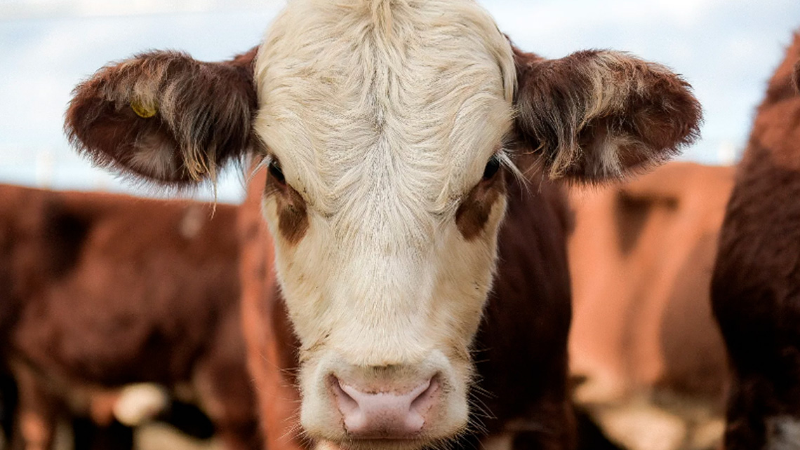 Remate de reproductores bovinos en agroactiva 2023