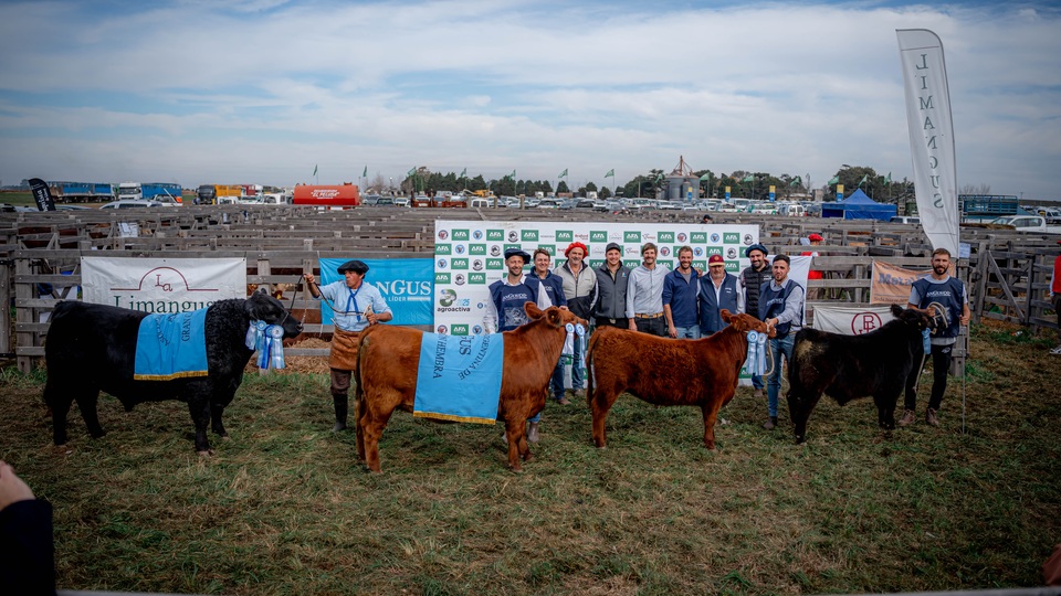 Destacada jura de reproductores Angus puros de pedigree y controlados en la muestra a campo abierto más grande del país