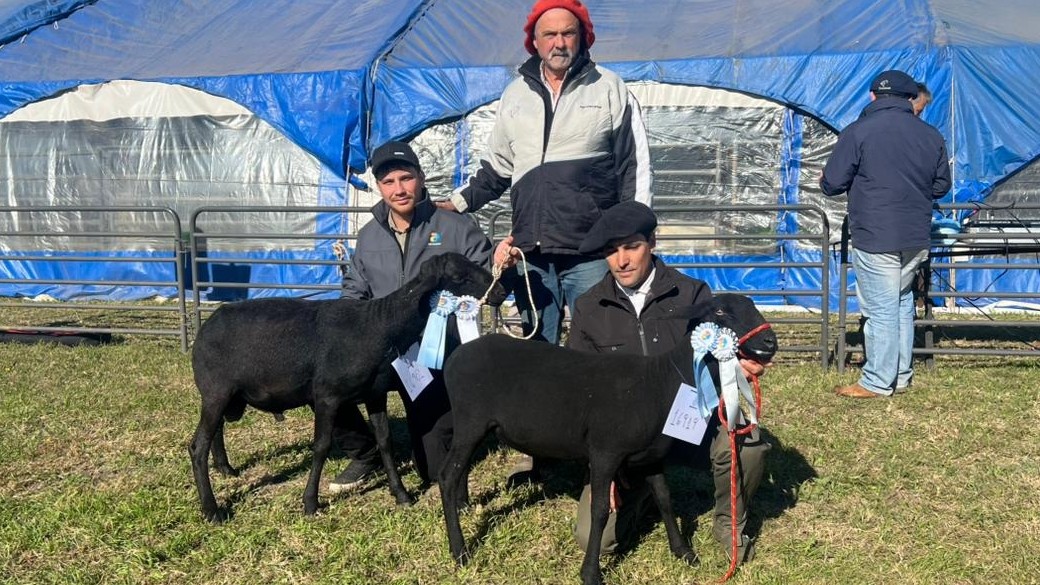 La raza Santa Inés brilló en la jura ovina de AgroActiva: grandes campeones llegaron desde Misiones
