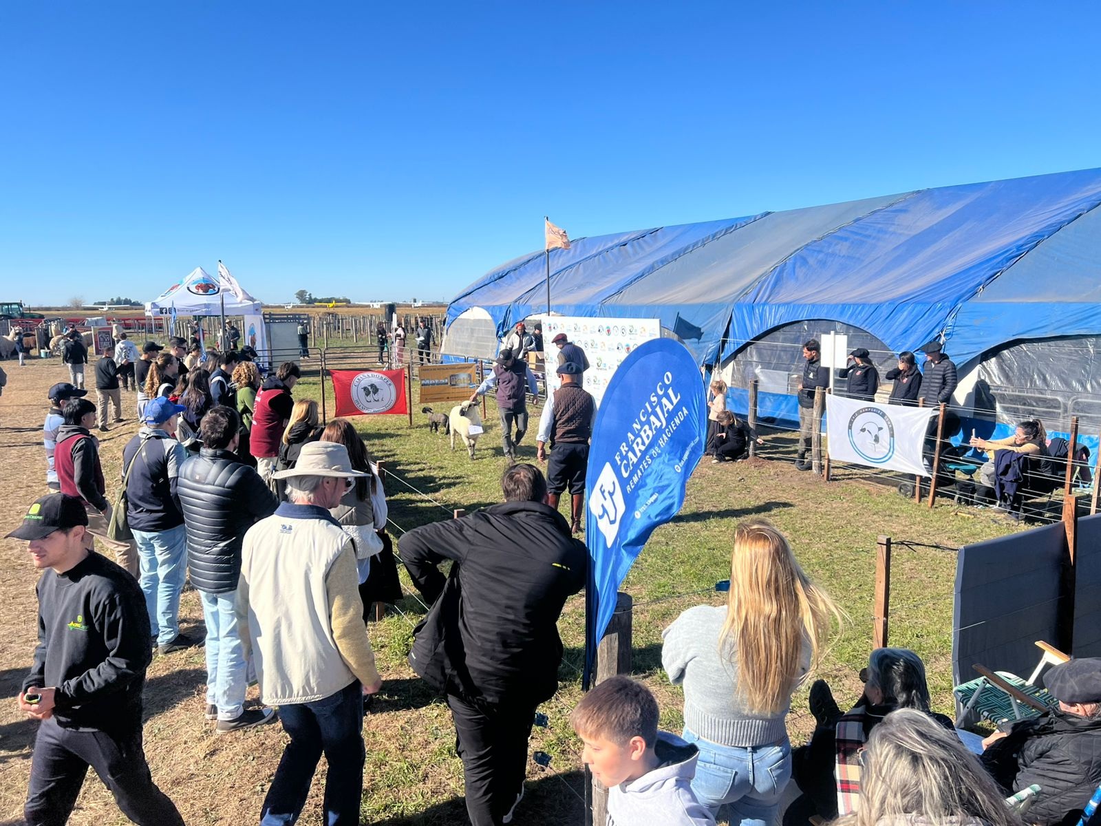 La raza Pampinta tuvo su jura en AgroActiva: destacaron reproductores de excelente nivel carnicero