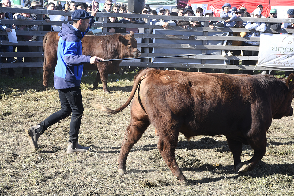 Los toros y vaquillonas de razas bovinas se vendieron en muy buenos precios en los remates de AgroActiva