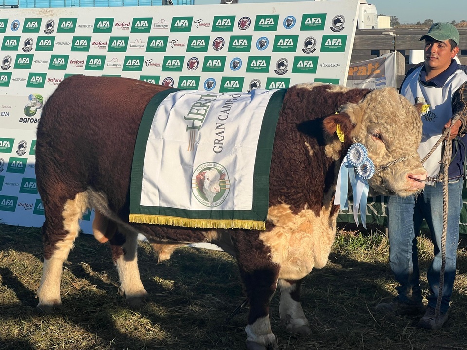 El toro Gran Campeón de AgroActiva es un orgullo de la cabaña criadora de bovinos reproductores Hereford