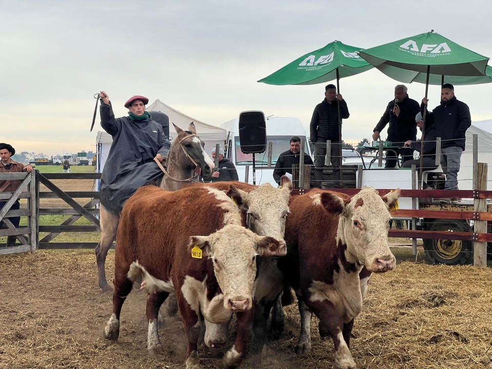 El remate de Gordos e Invernada fue ágil y con buenos valores en el cierre de AgroActiva 2025
