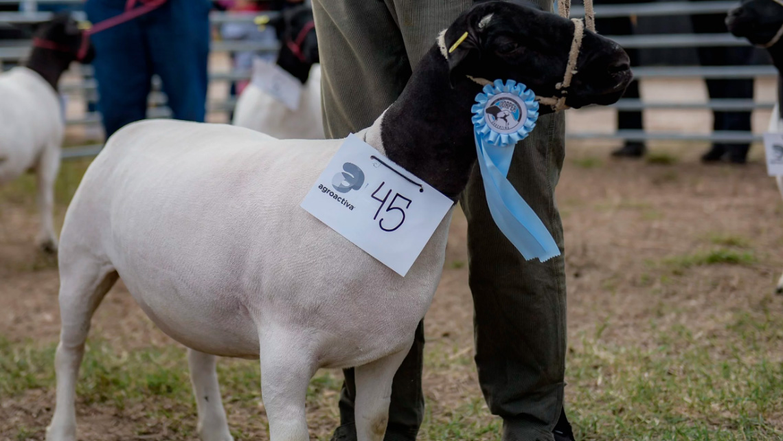 Exposición Nacional de ovinos Dorper en AgroActiva destaca la calidad y versatilidad de la raza