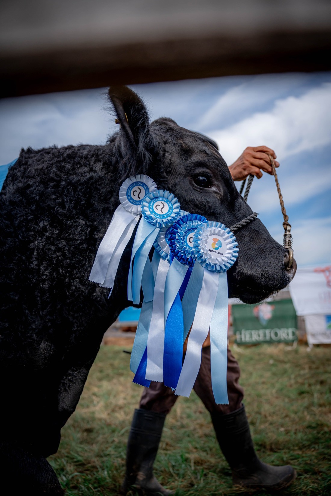  El corazón ganadero late con fuerza: AgroActiva 2026 se prepara para una edición histórica en Armstrong