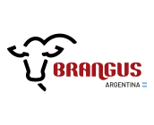 Brangus